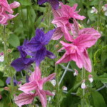 Painted Sage - Intense pink, purple or white flower bracts make a striking uniform display of colour in beds or borders. The foliage is scented and adds colour to cut arrangements. Holds brilliant tones dried or pressed.
Larger planting of this is spectacular. So pretty! - Click for more details!